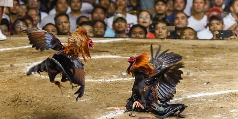 WJ2 offers both virtual and live cockfighting events for fans of traditional